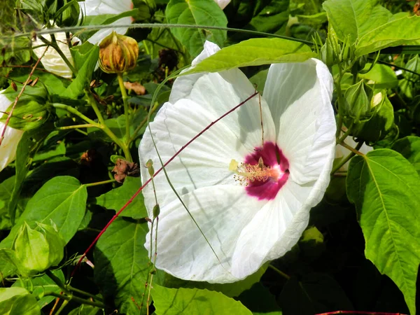 Close White Hibiscus Flower Fully Developed Pistil Pink Centre — Stock Photo, Image