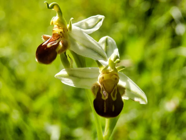 Avvicinamento Orchid Dell Ape Ophrys Apifera — Foto Stock