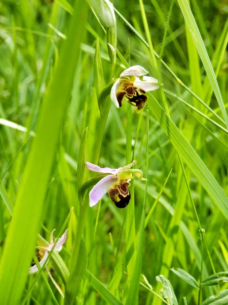 Bienen Orchidee Ophrys Apifera Wächst Wild Auf Einer Wiese — Stockfoto