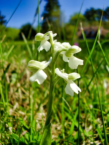 Close Rare White Variety Green Winged Orchid Anacamptis Morio — Stock Photo, Image