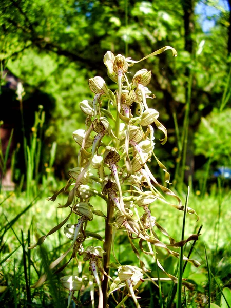 Orchidea Lucertola Himantoglossum Hircinum Prato — Foto Stock