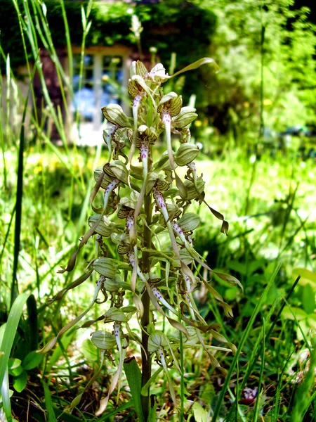 Orchidea Jaszczurki Himantoglossum Hircinum Łące — Zdjęcie stockowe