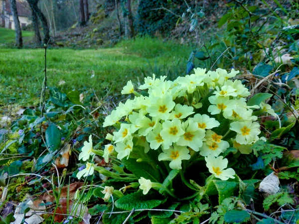 Primula Vulgaris Primula Vulgaris Kvetoucí Lesní Cestě — Stock fotografie