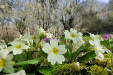 Primrose (Primula vulgaris) Fransız meyve bahçesinde yetişiyor.