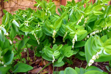 Solomons Mührü (Polygonatum multiflorum) ayrıca Kral Solomons Mührü olarak da bilinir.