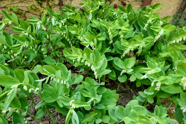 Phoque Solomon Polygonatum Multiflorum Également Connu Sous Nom Phoque Roi — Photo