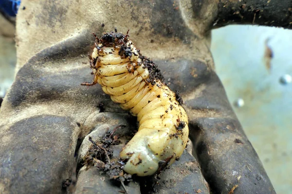 在堆肥堆中发现的大白虫的近身 甲虫的幼虫 有时被称为五月甲虫 六月甲虫或六月甲虫 这只手套说明了尺寸 — 图库照片