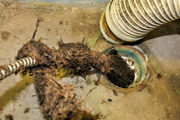 Wurzeln Die Mit Einer Elektrisch Betriebenen Kanalschlange Oder Rohrreiniger Aus — Stockfoto