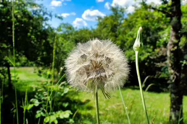 Widok Bliska Głowy Nasion Kulistych Tragopogon Pratensis — Zdjęcie stockowe