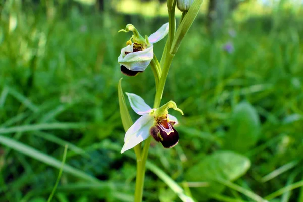 Close Van Een Bijenorchidee Ophrys Apifera Met Zeldzamere Wittere Kelkbladen — Stockfoto