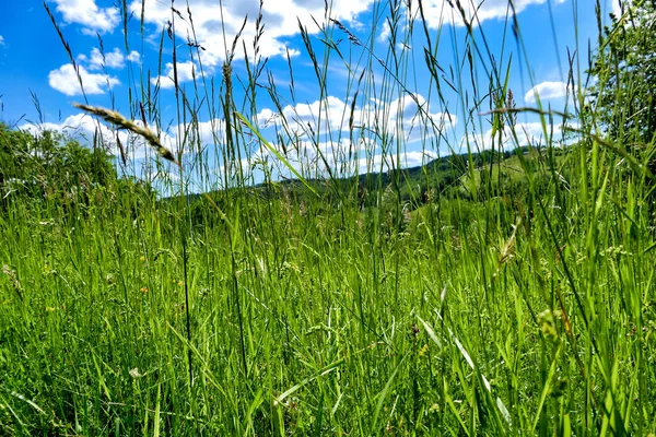 干し草の長い茎を通って取られたドードーニュ地方の風景 — ストック写真