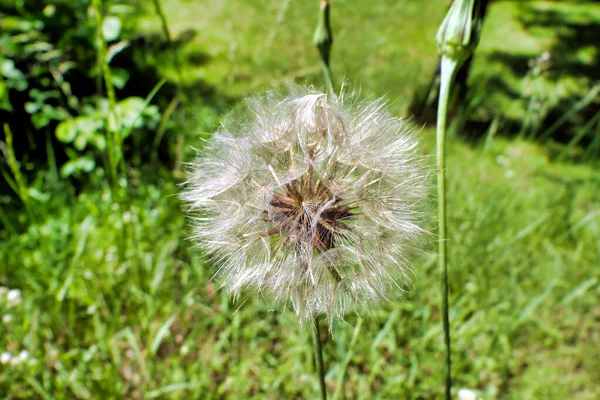 Widok Bliska Głowy Nasion Kulistych Tragopogon Pratensis — Zdjęcie stockowe