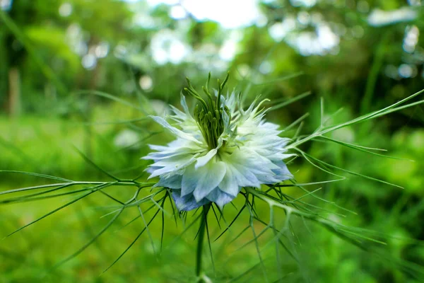 Närbild Blåklint Centaurea Cyanus Som Växer Vilt Äng — Stockfoto