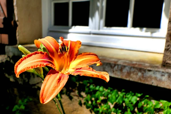 关闭橙色的虎百合 花朵盛开 背景为农舍窗户 — 图库照片