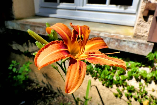 Gros Plan Lis Tigre Orange Lilium Bulbiferum Pleine Floraison Fenêtre — Photo