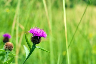 Kara Knapweed (Centaurea nigra) olarak da bilinen ve samanlıkta yetişen Knapweed 'in (Centaurea nigra) yumuşak odak noktası.
