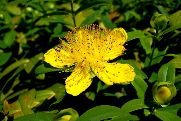 Close Uma Flor Hypericum Caylcyinum Aka Rose Sharon — Fotografia de Stock