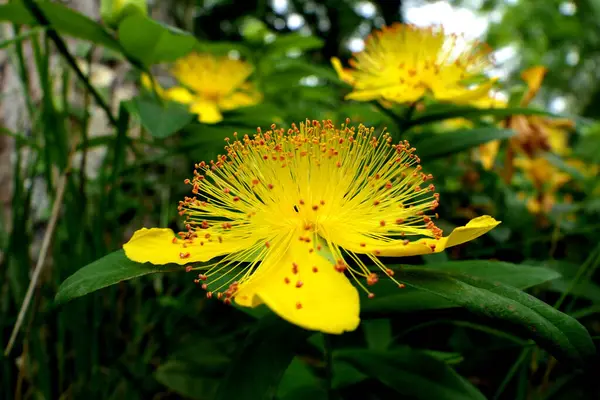 Κοντινό Πλάνο Από Ένα Λουλούδι Hypericum Caylcyinum Γνωστό Και Ρόδο — Φωτογραφία Αρχείου