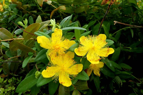 Zbliżenie Hypericum Caylcyinum Kwiaty Aka Rose Sharon — Zdjęcie stockowe