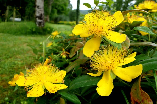 Primer Plano Hypericum Caylcyinum Flowers Aka Rose Sharon — Foto de Stock