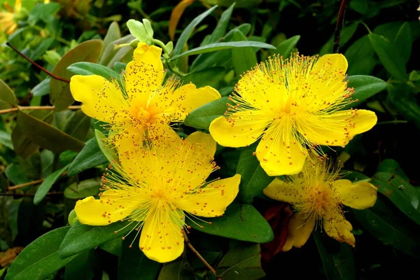 Közelkép Hypericum Caylcyinum Virágok Más Néven Rose Sharon — Stock Fotó