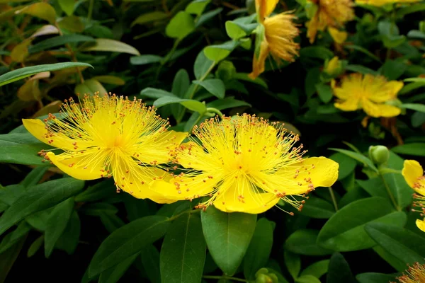 Nahaufnahme Der Blüten Von Hypericum Caylcyinum Alias Rose Von Sharon — Stockfoto