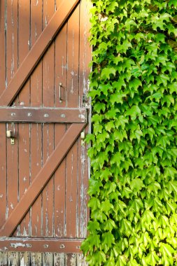 Geleneksel Fransız çiftlik evi eski püskü kepenk, Virginia Creeper yapraklarıyla çevrili.