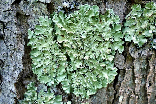 Gros Plan Lichen Poussant Sur Tronc Érable — Photo