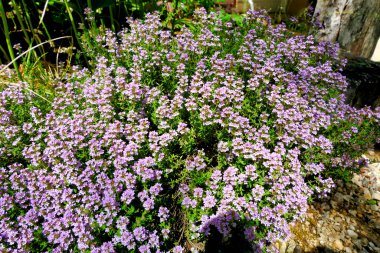 Çiçek içinde yaygın bir kekik bitkisi (Thymus vulgaris)