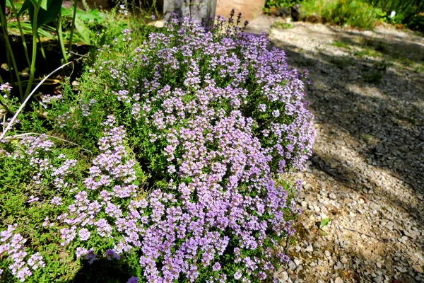 Una Planta Común Tomillo Thymus Vulgaris Flor Completa —  Fotos de Stock