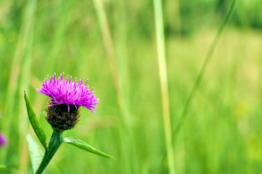 Kara Knapweed (Centaurea nigra) olarak da bilinen ve samanlıkta yetişen Knapweed 'in (Centaurea nigra) yumuşak odak noktası.
