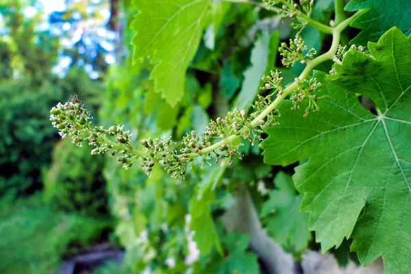 Close Immature Bunch Grapes Beginning Form Vine — Stock Photo, Image