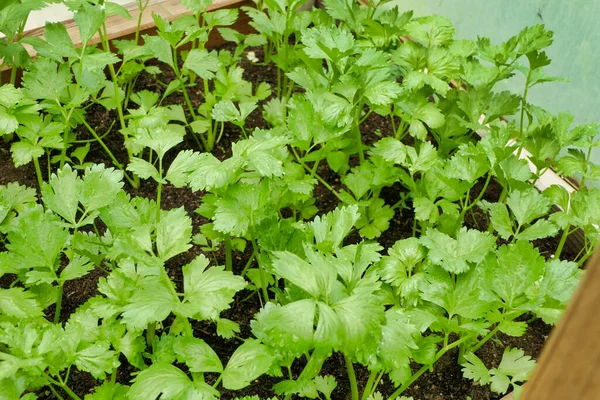 Weiße Sellerie Setzlinge Wachsen Einem Gemüsebeet Einem Polytunnel — Stockfoto