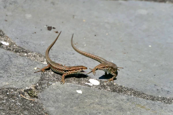 Close Two Male Wall Lizards Podarcis Muralis Facing Each Other — Stock Photo, Image
