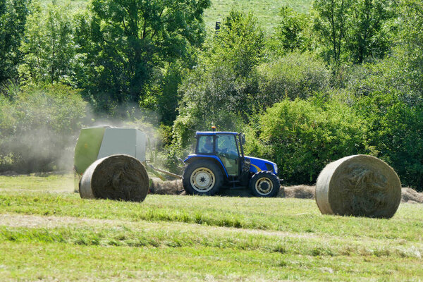 Tractor pulling a baler over lines of dry cut hay to make hay bales for animal fodder