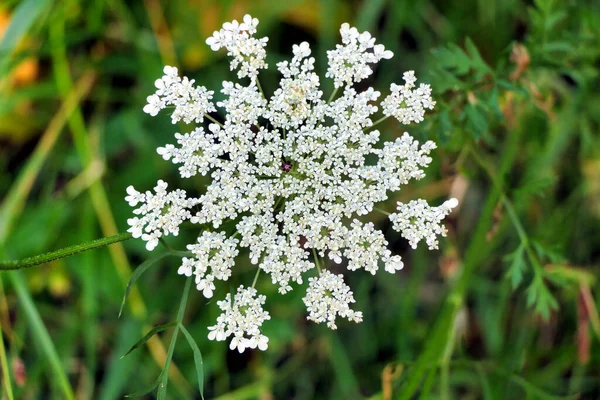 Primer Plano Cabeza Flor Una Planta Invasora Zanahoria Silvestre Daucus —  Fotos de Stock