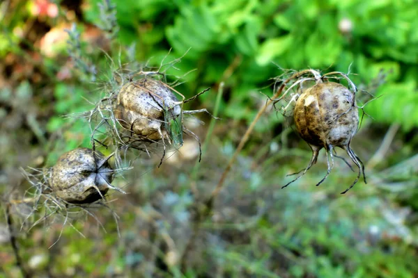 乾燥したコーンフラワー種子の頭を閉じる Centaurea Cyanus センター1には小さな鞍型のブッシュクリケット エピピピガー エピピピピガー があります — ストック写真