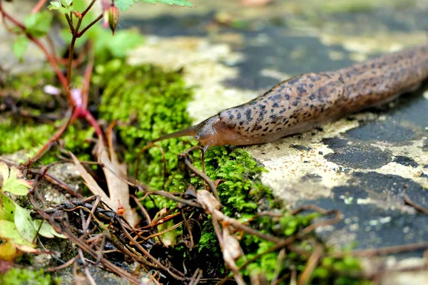 Leopard Γυμνοσάλιαγκας Limax Maximus Σέρνεται Κατά Μήκος Μιας Βεράντας Είναι — Φωτογραφία Αρχείου