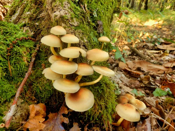 Hypholoma Fasciculare Сернистый Пучок Сернистый Пучок Кластерный Древолаз Растущий Через — стоковое фото