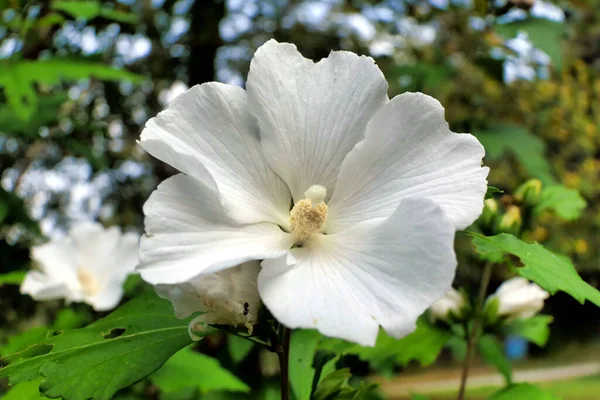 白いハイビスカスの花を閉じ 森の中で完全に発達した雌しべを持つ — ストック写真