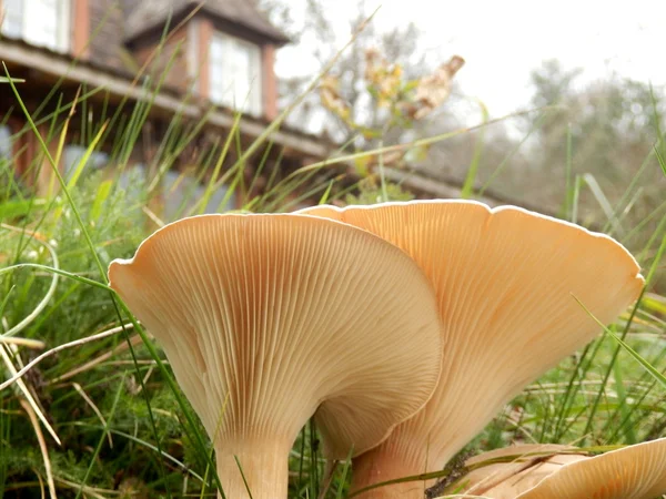 Clitocybe gibba solungaçları — Stok fotoğraf