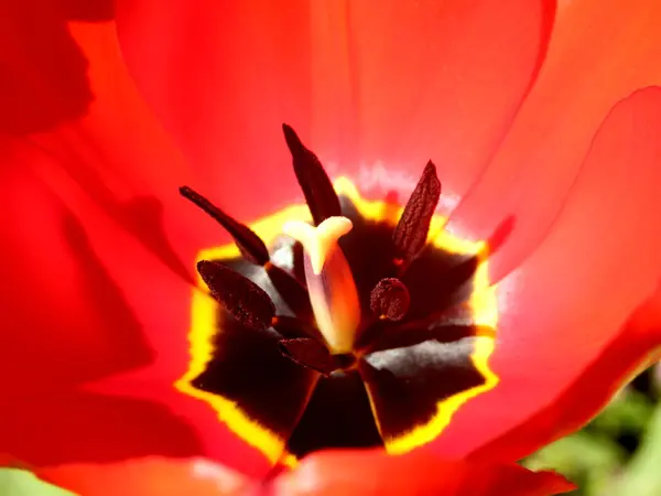 Tulip ståndare och pollen — Stockfoto