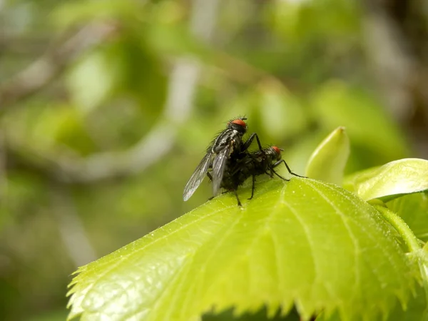 Flies mating — Stock Photo, Image
