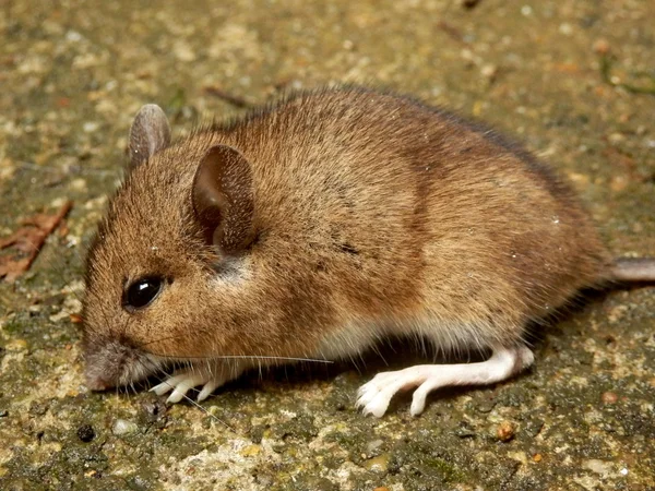 Деревянная мышь — стоковое фото