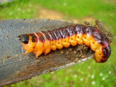 Keçi güve Caterpillar
