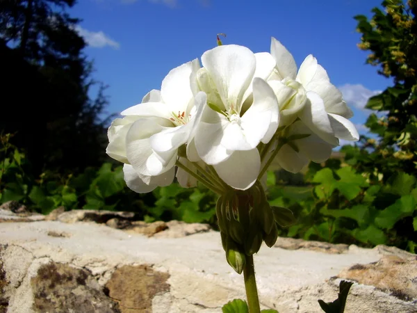 Цветение белого герания — стоковое фото