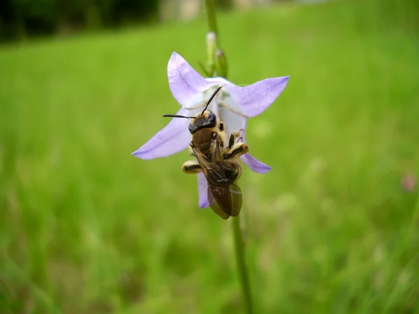 毛深い足花蜂 — ストック写真