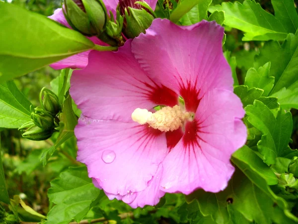 Hibiscus bloem — Stockfoto