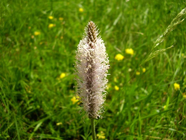 Hoary Plantain — Stock Photo, Image