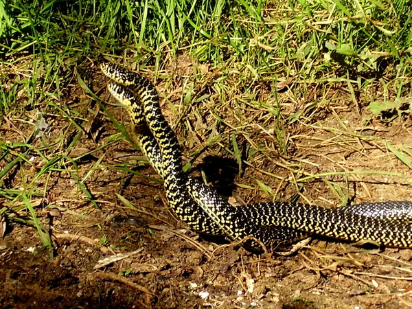 Europejskich węży bicz — Zdjęcie stockowe
